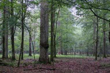 Yazın boynuz kirişleri ve ladin ile enkaz tezgahı, Bialowieza Ormanı, Polonya, Avrupa