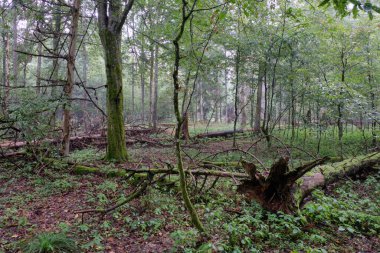 Yazın meşe ve boynuz kirişli döküntü standı, Bialowieza Ormanı, Polonya, Avrupa