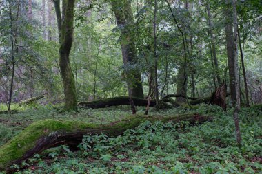 Yazın meşe ve boynuz kirişli döküntü standı, Bialowieza Ormanı, Polonya, Avrupa