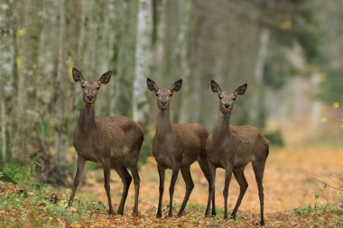 Kızıl Geyik (Cervus elaphus) Sonbaharda kameraya, Bialowieza Ormanına, Polonya 'ya ve Avrupa' ya bakan dişi sürüsü