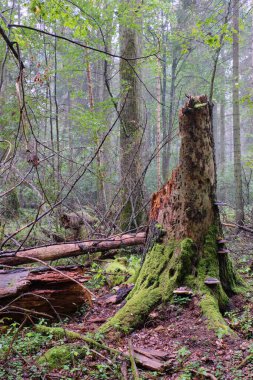 Yazın boynuz kirişleri ve ladin ile enkaz tezgahı, Bialowieza Ormanı, Polonya, Avrupa