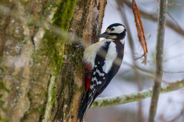Büyük benekli ağaçkakan (Dendrocopos major) yosunlu boynuz kiriş gövdesi üzerinde oturan kameraya bakıyor, Bialowieza Ormanı, Polonya, Avrupa