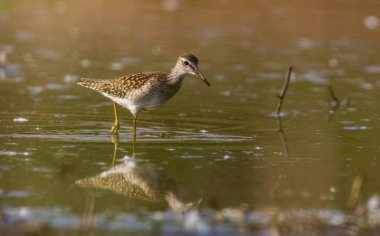 Odun Sandpiper (Tringa glareola) sığ su, Podlaskie Voyvodeship, Polonya ve Avrupa 'da yiyecek arıyor