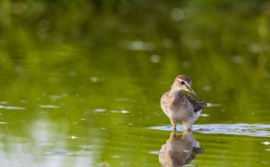 Odun Sandpiper (Tringa glareola) sığ su, Podlaskie Voyvodeship, Polonya ve Avrupa 'da yiyecek arıyor