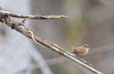 İlkbaharda, Bialowieza Ormanı, Polonya ve Avrupa 'da, Avrasya çalıkuşu (Troglodit trogloditleri) kapanır.