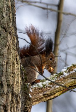 Avrasya Kızıl Sincabı (Sciurus vulgaris) sonbaharın başlarında meşe ağacında otururken, Bialowieza Ormanı, Polonya, Avrupa