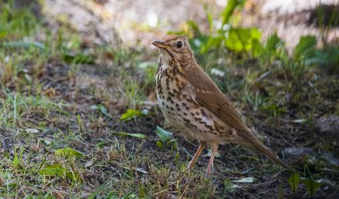 Yetişkin Şarkıları (Turdus philomelos), Polonya, Avrupa 'da çimlere yakın çekim yapmak için yiyecek arıyor