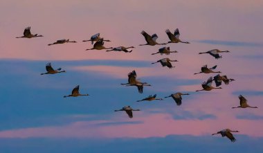 Gün batımı bulutlu gökyüzüne, Podlaskie Voyvodeship, Polonya ve Avrupa 'ya karşı uçuşta ortak Crane (Grus grus)
