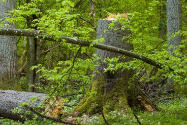 Bahar zamanı yaprak döken doğal orman. Kırık ladin ağacı, Bialowieza Ormanı, Polonya, Avrupa.