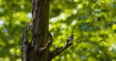 Yakalı sinekkapan (Ficedula albicollis) boynuz direğinin üzerinde oturarak bulanık arka plan, Bialowieza Ormanı, Polonya, Avrupa