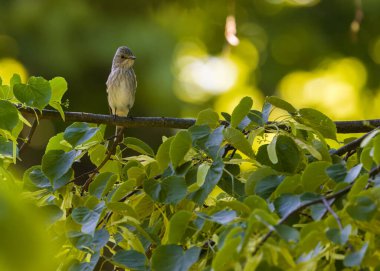 Benekli Sinek Yakalayıcı (Muscicapa striata) yazın şube, Podlaskie Voyvodeship, Polonya, Avrupa
