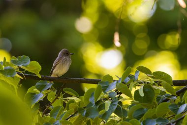 Benekli Sinek Yakalayıcı (Muscicapa striata) yazın şube, Podlaskie Voyvodeship, Polonya, Avrupa