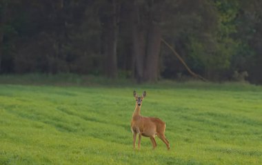 Roe Deer (Capreolus capreolus), bahar çayırında kameraya bakan kadın, Podlaskie Voyvodeship, Polonya, Avrupa