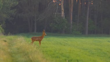 Bahar çayırında Roe Deer (Capreolus capreolus) erkek, Podlaskie Voyvodeship, Polonya, Avrupa