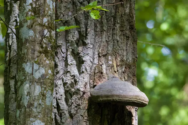 Çoklu gözenekli mantarlı meşe ağacı gövdesi ve bahar mevsimi tüylü orman geçmişi, Bialowieza Ormanı, Polonya, Avrupa