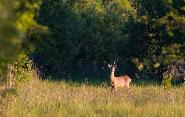 Bahar çayırlarında kameraya bakan Roe Deer (Capreolus capreolus) erkek, Podlaskie Voyvodeship, Polonya, Avrupa