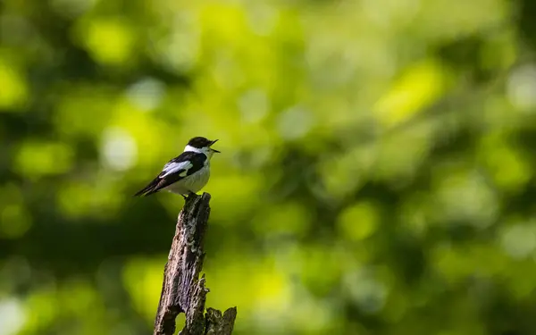 stock image Collared Flycatcher (Ficedula albicollis) calling sitting on hornbeam tree stump against fuzzy background, Bialowieza Forest, Poland,Europe