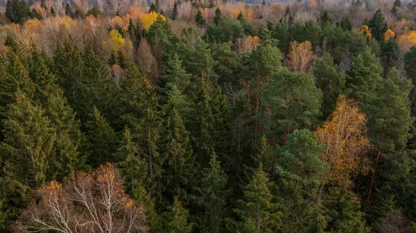 stock image Polish part of Bialowieza Forest to south from Hajnowka aerial view, Podlaskie Voivodeship, Poland, Europe