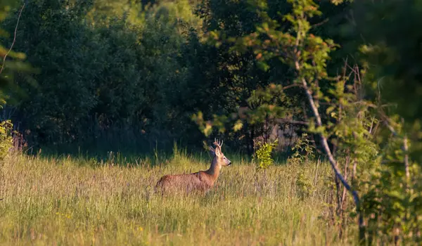 stock image Roe Deer(Capreolus capreolus) male in springtime meadows, Podlaskie Voivodeship, Poland, Europe