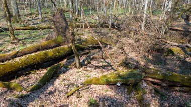 Partle, yukarıdaki Bialowieza Ormanı, Polonya ve Avrupa 'dan ilkbaharda kırılmış meşe kadınını geri çevirdi.
