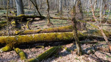 Partle, yukarıdaki Bialowieza Ormanı, Polonya ve Avrupa 'dan ilkbaharda kırılmış meşe kadınını geri çevirdi.