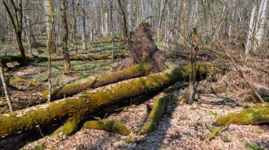 Partle, yukarıdaki Bialowieza Ormanı, Polonya ve Avrupa 'dan ilkbaharda kırılmış meşe kadınını geri çevirdi.