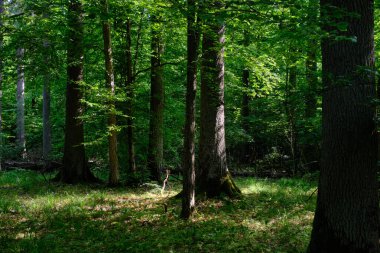 Arka planda eski ağaçlar ile Bahar yaprak döken ilkel standı, Bialowieza Orman, Polonya, Avrupa