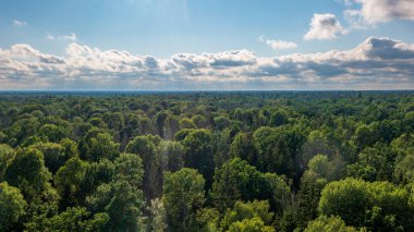 Bialowieza Ormanı 'nın Polonyalı kısmı Hajnowka' nın güneyinde ön planda bazı sonbahar ağaçları, Bialowieza Ormanı, Polonya, Avrupa