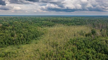 Bialowieza Ormanı 'nın Polonyalı kısmı Hajnowka' nın doğusunda, ön planda bazı ölü ağaçlarla birlikte, Bialowieza Ormanı, Polonya, Avrupa