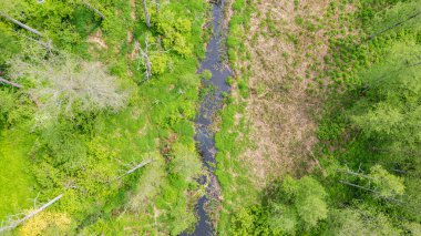 Bialowieza Ormanı, Polonya ve Avrupa 'da Lesna Nehri boyunca uzanan orman manzarası.
