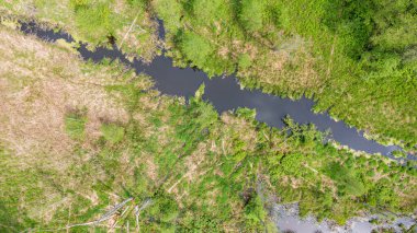 Bialowieza Ormanı, Polonya ve Avrupa 'da Lesna Nehri boyunca uzanan orman manzarası.