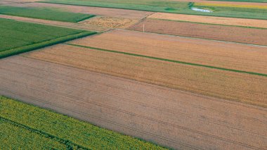 Ayçiçeği ve mısır tarlaları, yalnız çiftlik bilgasyonları, Podlaskie Voyvodeship, Polonya, Avrupa