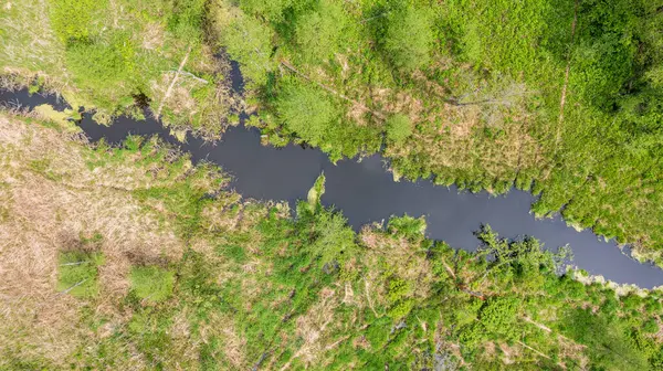 Bialowieza Ormanı, Polonya ve Avrupa 'da Lesna Nehri boyunca uzanan orman manzarası.