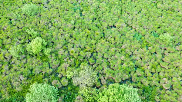 stock image Springtime wetland in fresh green meadow from drone view, Podlaskie Voivodeship, Poland, Europe