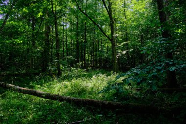 Arka planda eski ağaçlar ile Bahar yaprak döken ilkel standı, Bialowieza Orman, Polonya, Avrupa