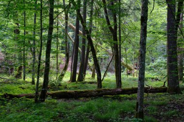 Arka planda eski ağaçlar ile Bahar yaprak döken ilkel standı, Bialowieza Orman, Polonya, Avrupa