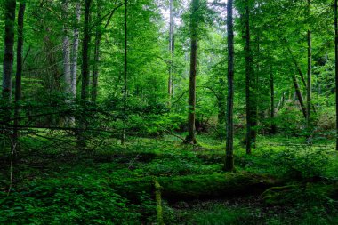 Arka planda eski ağaçlar ile Bahar yaprak döken ilkel standı, Bialowieza Orman, Polonya, Avrupa