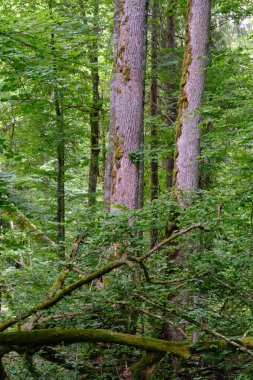 Arka planda eski ağaçlar ile Bahar yaprak döken ilkel standı, Bialowieza Orman, Polonya, Avrupa