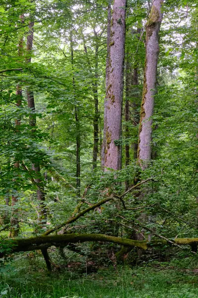 stock image Springtime deciduous primeval stand with old trees  in background, Bialowieza Forest, Poland, Europe