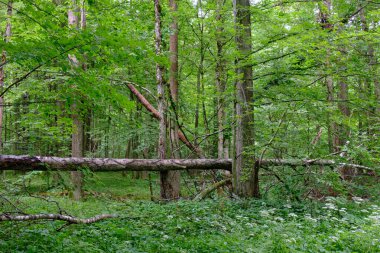 Arka planda eski ağaçlar ile Bahar yaprak döken ilkel standı, Bialowieza Orman, Polonya, Avrupa