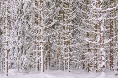 Önünde çam ağaçları, Bialowieza Ormanı, Polonya ve Avrupa olan karlı kozalaklı ağaç standlarının kış manzarası