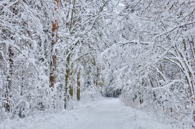 Toprak yol karlı yaprak döken durağı, Bialowieza Ormanı, Polonya, Avrupa