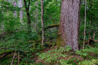 Yaşlı meşe ağacı ve boynuz direğiyle doğal yaprak döken ağaç durağı, Bialowieza Ormanı, Polonya, Avrupa