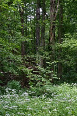 Arka planda eski ağaçlar ile Bahar yaprak döken ilkel standı, Bialowieza Orman, Polonya, Avrupa