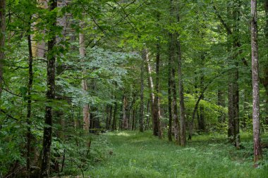 Arka planda eski ağaçlar ile Bahar yaprak döken ilkel standı, Bialowieza Orman, Polonya, Avrupa