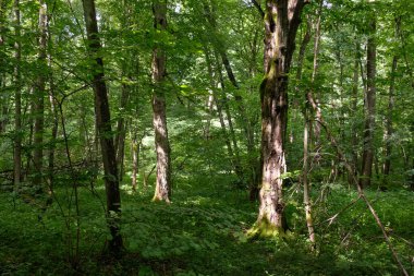 Arka planda eski ağaçlar ile Bahar yaprak döken ilkel standı, Bialowieza Orman, Polonya, Avrupa