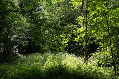 Arka planda eski ağaçlar ile Bahar yaprak döken ilkel standı, Bialowieza Orman, Polonya, Avrupa