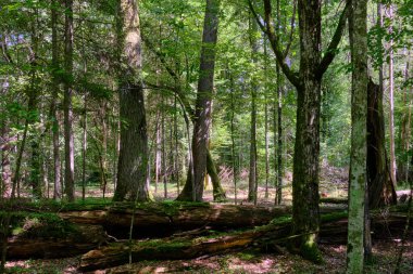 Arka planda çürüyen kırık yaşlı ağaçlar, Bialowieza Ormanı, Polonya, Avrupa