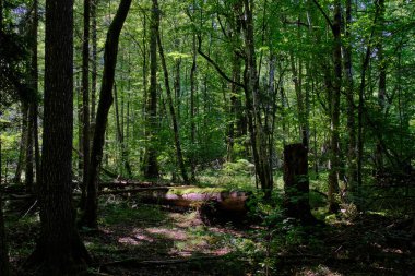 Arka planda çürüyen kırık yaşlı ağaçlar, Bialowieza Ormanı, Polonya, Avrupa