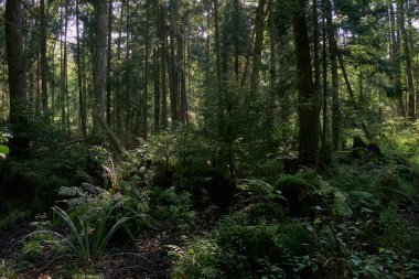 Yaz mevsimi kozalaklı orman ağacı Stan güneşin altında çam ve çam ağaçları, Bialowieza Ormanı, Polonya, Avrupa